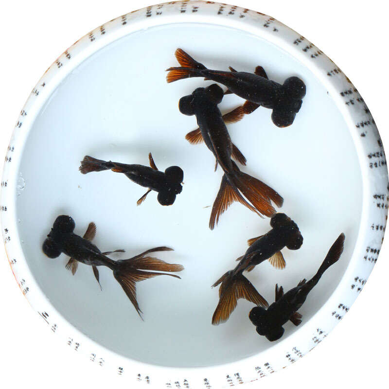 蝶尾金鱼观赏鱼苗冷水鱼红狮子头好养耐活兰寿淡水鱼活体红龙睛鱼