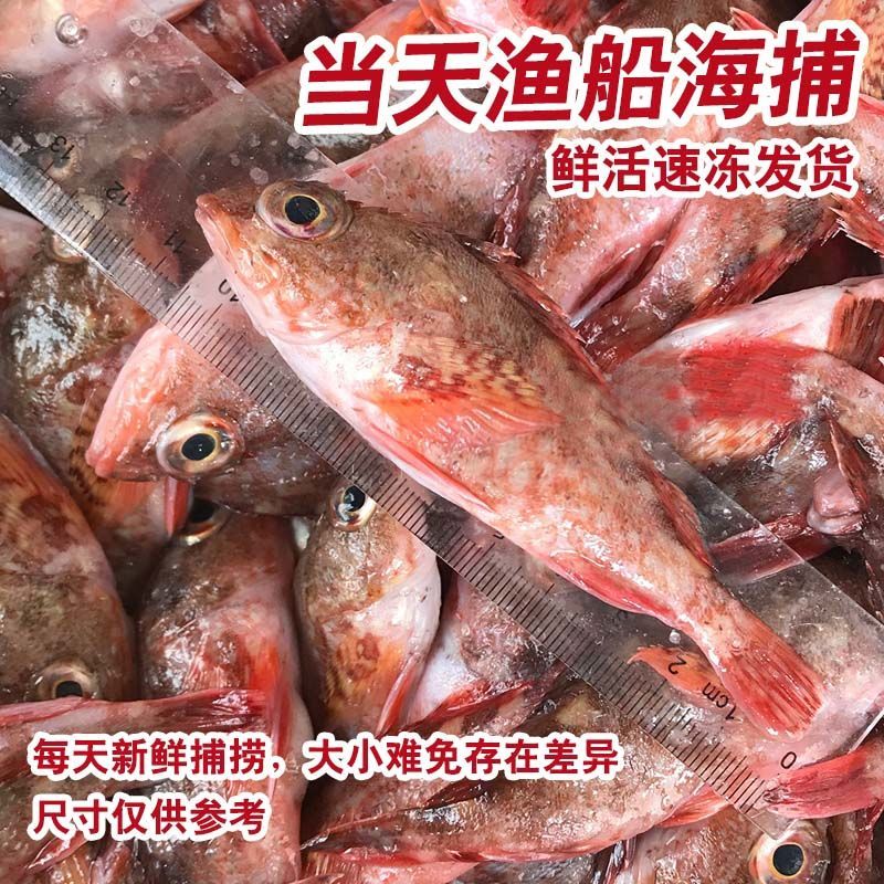 鱼新鲜石九公老虎斑红石斑石头鲈石翁鱼海钓石狗公鲜活一斤一斤约15只