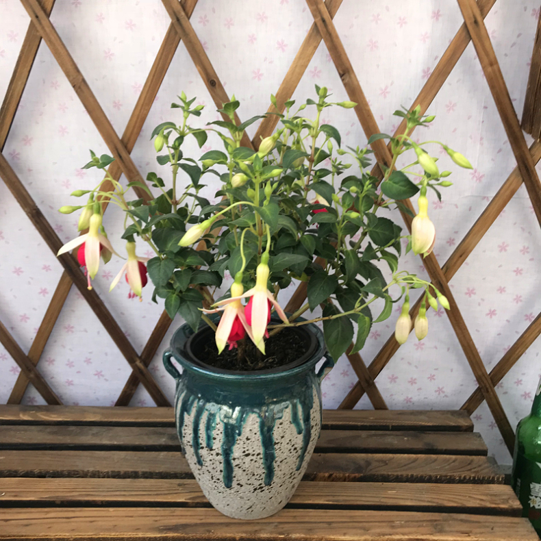 倒挂金钟盆栽花卉吊兰吊钟海棠灯笼海棠大花苗室内外倒挂金钟大盆白皮