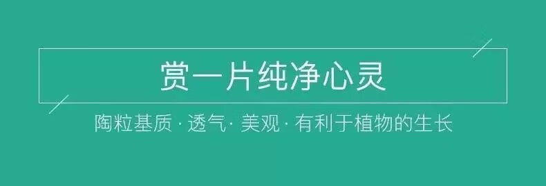 8，發財樹盆栽文竹室內花卉小盆景辦公室綠色植物客厛金錢樹盆栽 【財源茂盛盆+文竹+種植土