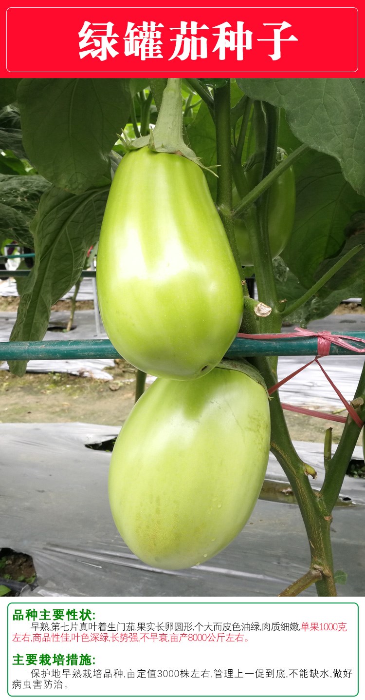 绿长茄种子绿罐茄籽青茄子绿皮圆茄水果皮薄肉嫩春季四季蔬菜绿罐茄10