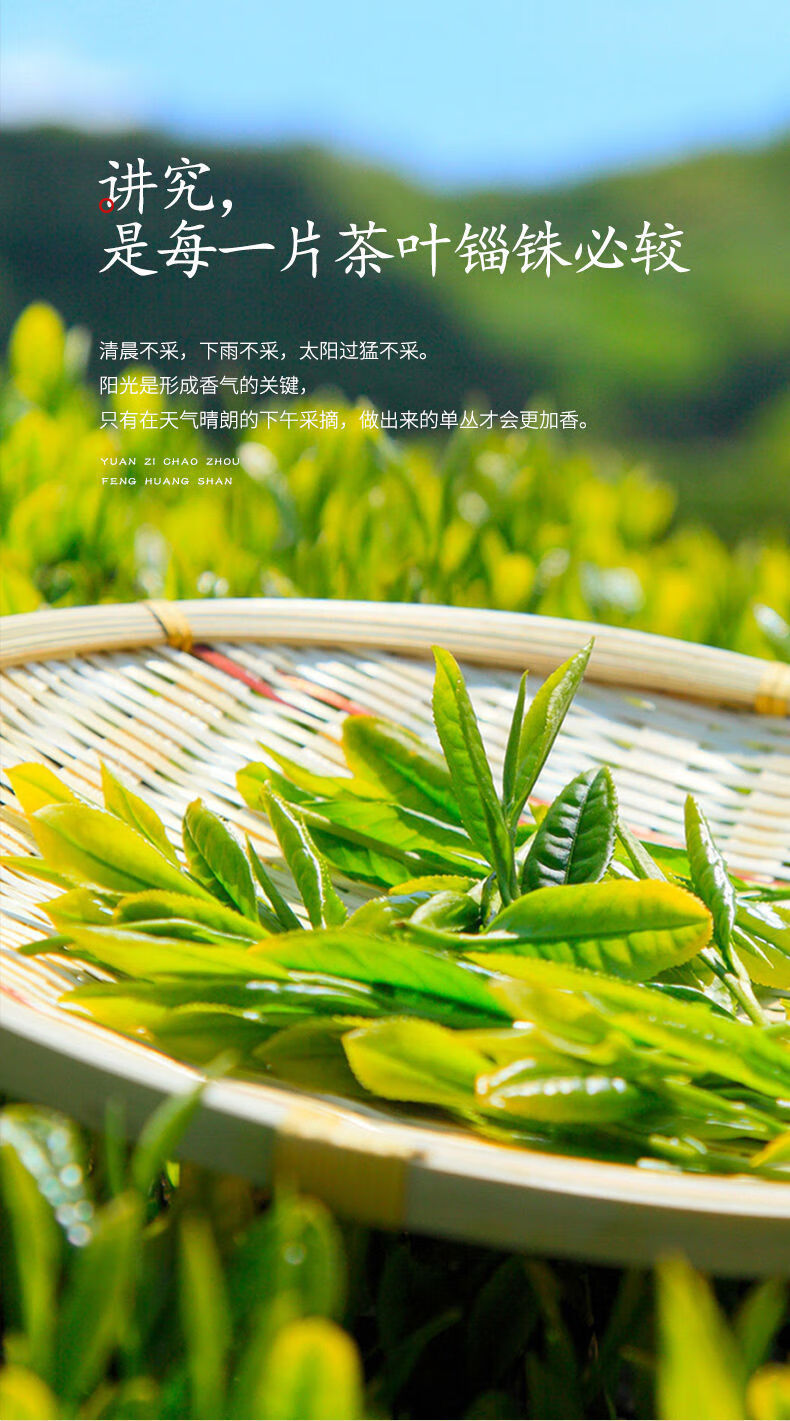 赤顶凤凰单枞茶罐装潮州天然蜜兰香鸭屎香乌龙茶非特级单丛茶叶 鸭屎