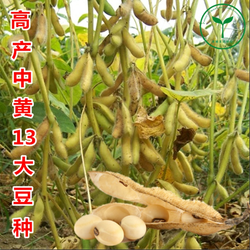黄豆种子高产中黄13中黄57高产亩产千斤农户大面积种植大豆种中黄13