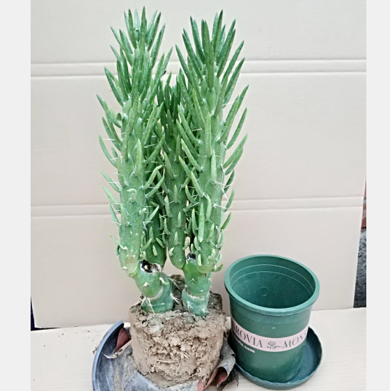 多肉植物沙漠将将军柱绿色盆栽释放氧气室内盆栽两个头沙漠将军柱2棵