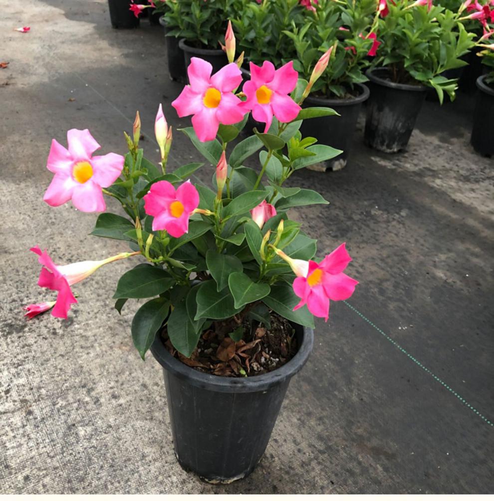 大叶飘香藤盆栽带花苞四季开花卉室内阳台爬藤植物双喜藤花苗好养