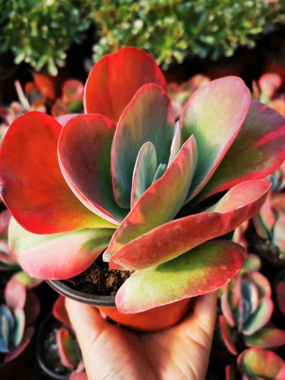 wish) 花兮语(huaxiyu) 农民老史 dora-duola 更多>>品牌: 以琛 唐