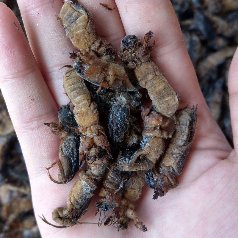 有仁堂蝼蛄蝼蛄干特级干货蝼蛄土狗地狗拉拉狗100g克年货250g