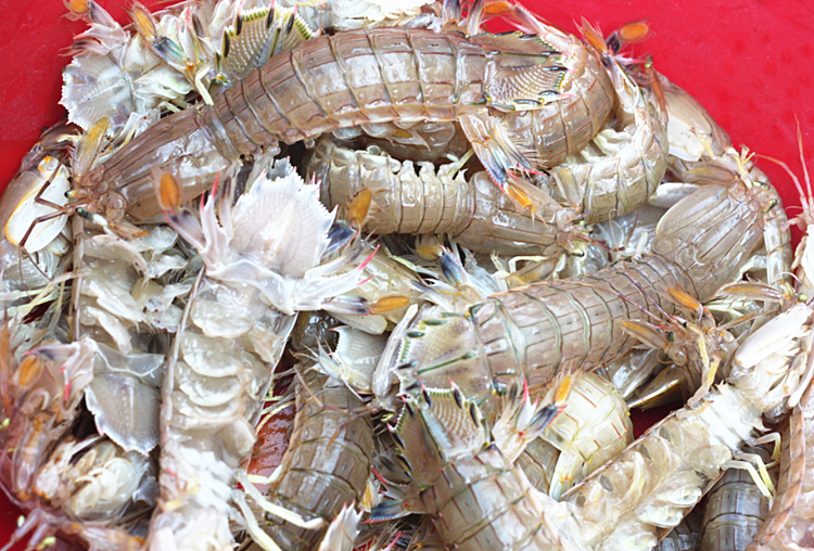 全母带膏皮皮虾鲜活超大特大海鲜水产大海虾富贵虾pp虾姑爬爬虾婆2000