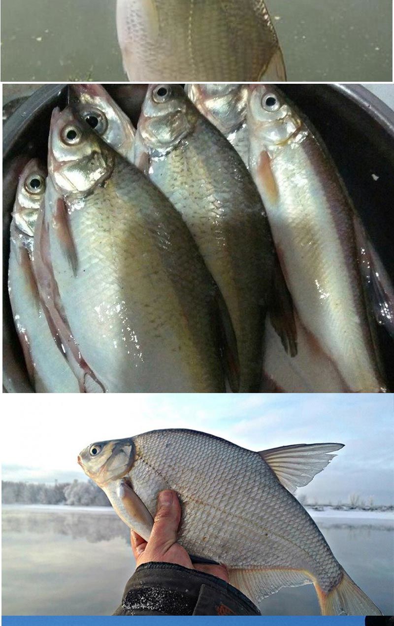 典范龙鳊鱼小药饵料鳊鱼鳊花鱼武昌鱼饵料窝料野钓鳊鱼