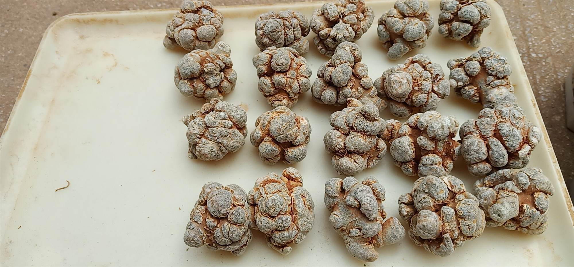 特级精品新鲜根干田三七滑头带帽10头15头20头30头40头60直播打粉