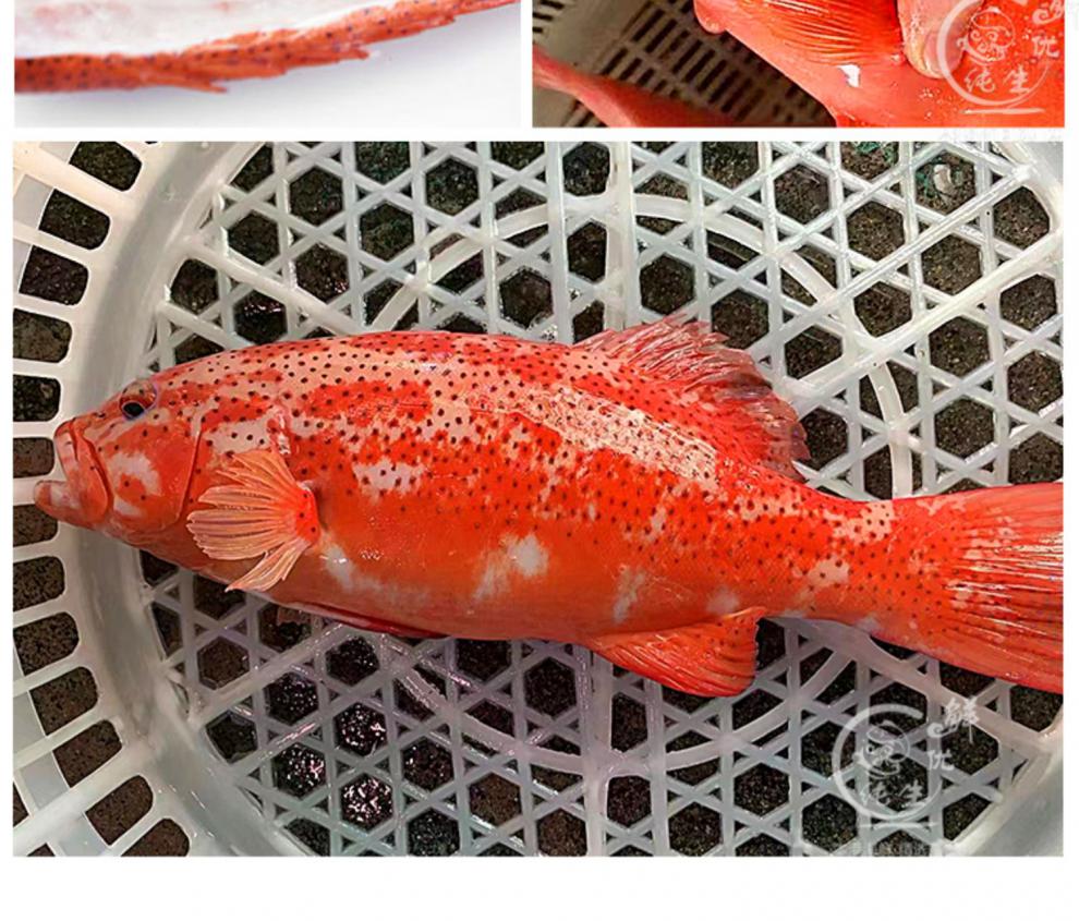 東星斑鮮活冷凍一斤多深海海鮮水產刺身瓜子燕尾斑特大紅石斑魚【圖片