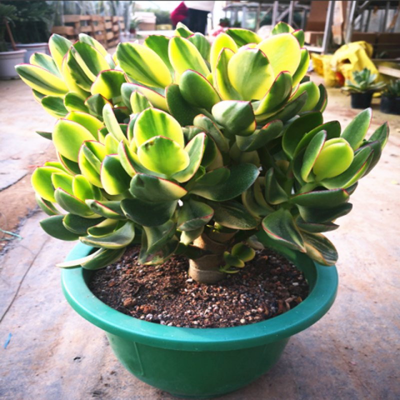 左漫源新花月锦落日之雁玉树多肉植物多头老桩玉树自然锦三色花月 新