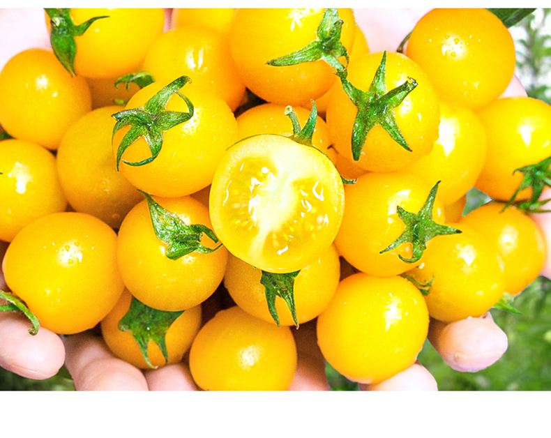 山东千禧黄圣女果夏日阳光新鲜樱桃小番茄西红柿生吃5斤实惠装