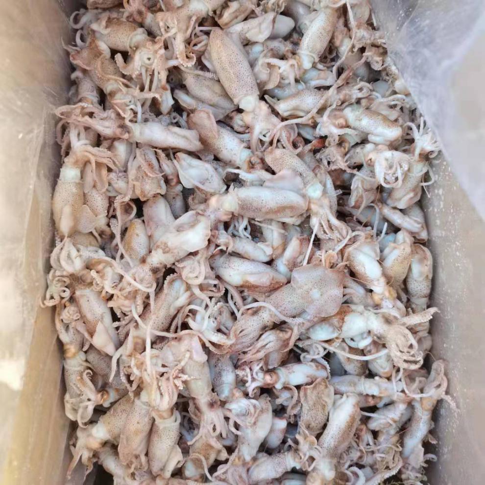 新货海兔笔管鱼盐渍海兔海鲜干货海兔干海产批发郎纳新威小海兔500g