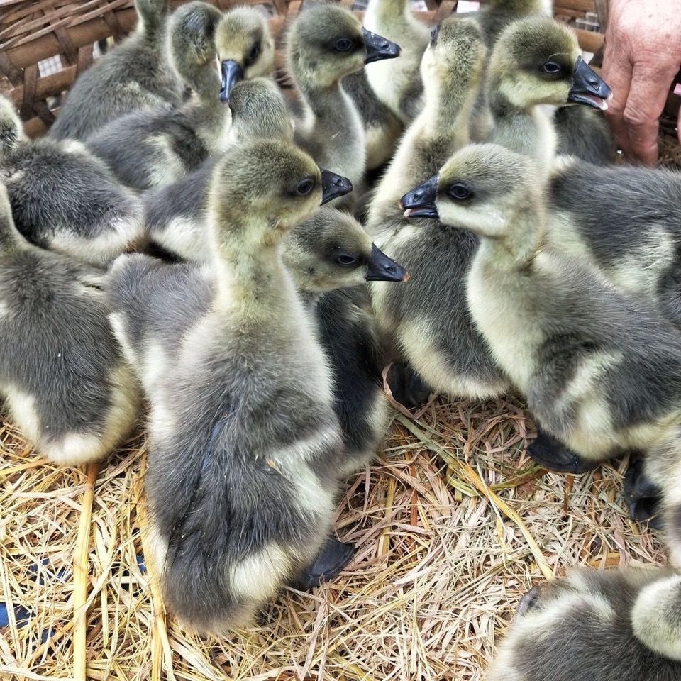 荣郁 一斤狮头鹅特大狮头鹅活鹅小苗半大鹅活苗纯种狮子头鹅白鹅灰鹅