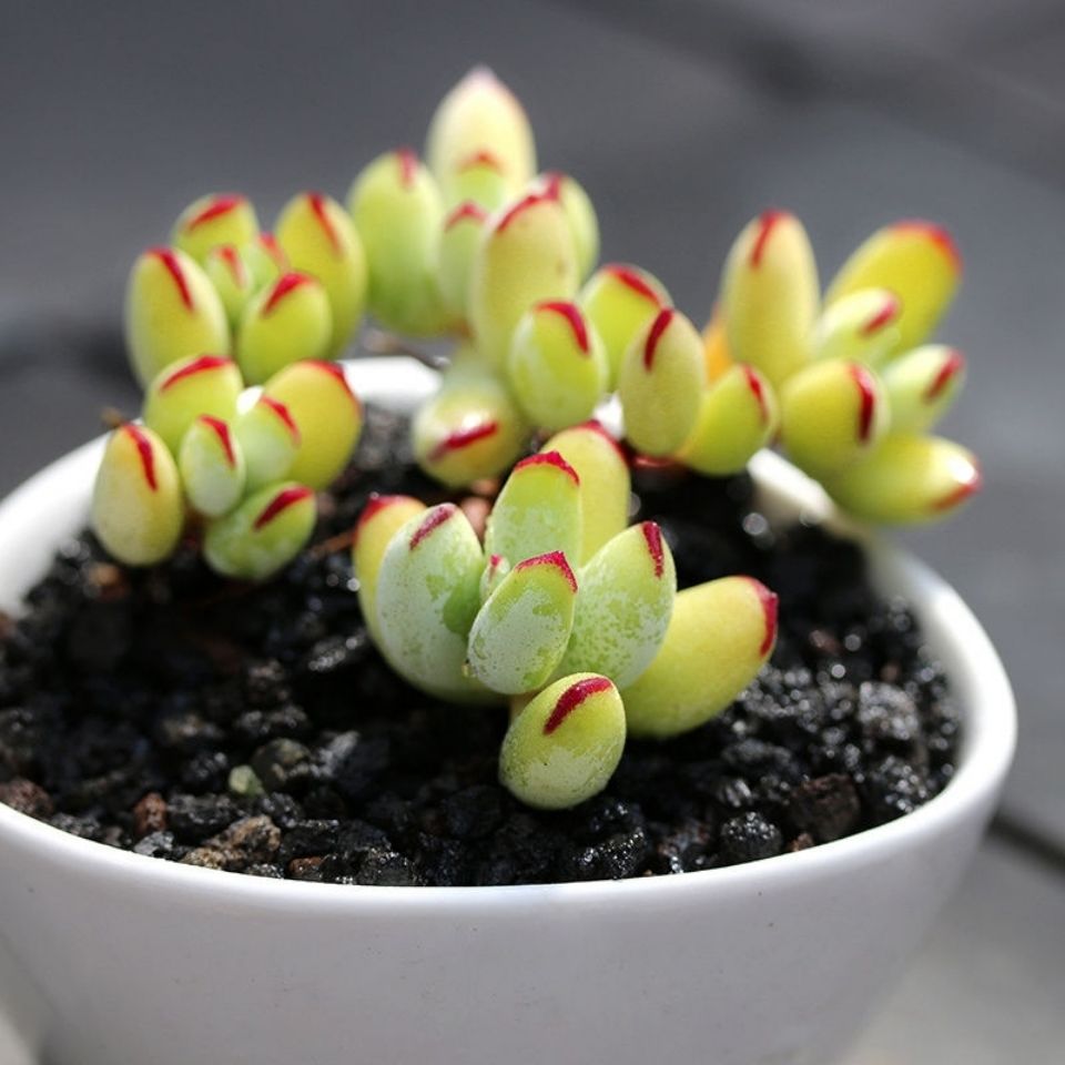 园艺乒乓福娘老桩精灵豆中华福娘多头多肉植物防辐射肉肉植物多肉