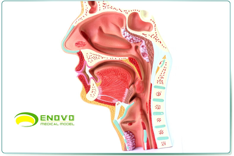 enovo頤諾人體鼻腔咽喉解剖模型鼻咽腔病理模型耳鼻喉