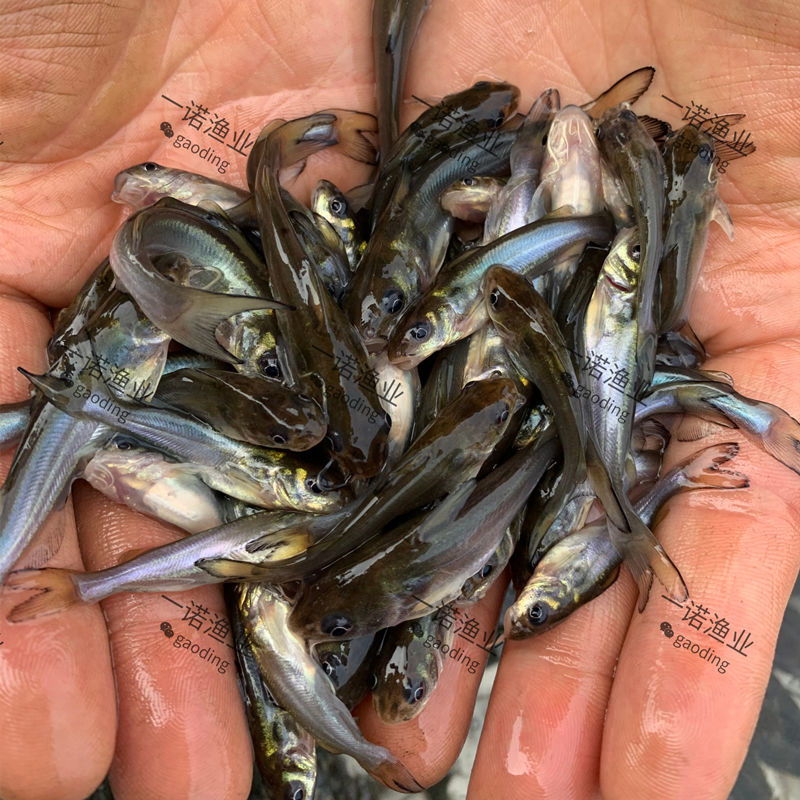 zxc斑點叉尾鮰魚苗兩須鉗魚江團食用淡水養殖活體鯰魚苗好養小回魚苗