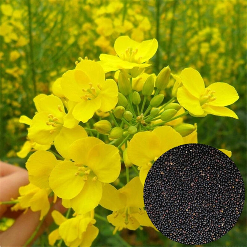 泰西丝观赏油菜花种子快开耐寒油菜花籽榨油食用油菜籽 观赏油菜籽