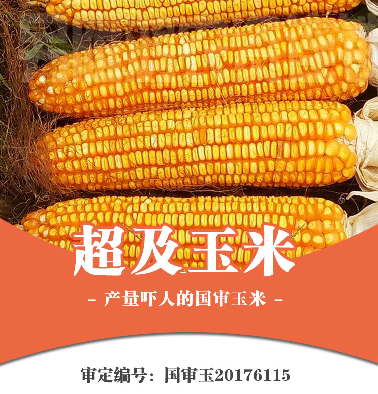 大田种植杂交玉米种子基地 高产大穗抗病国审玉米 矮大棒/沈玉21/4400