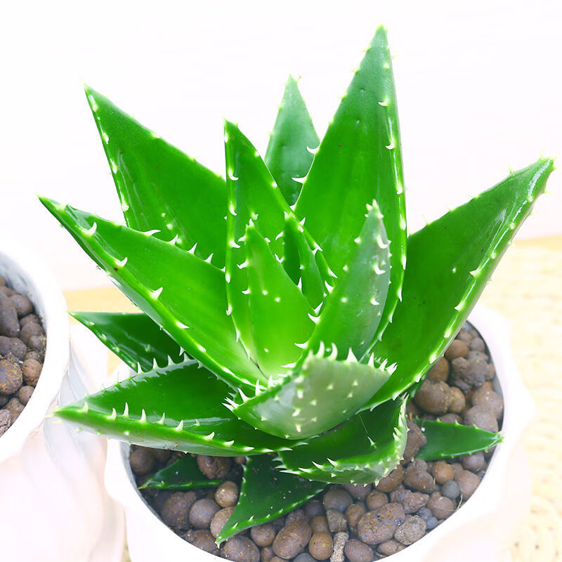 美容芦荟不夜城芦荟多肉绿植花卉 芦荟盆栽 仙人球桌面盆栽 芦荟大棵