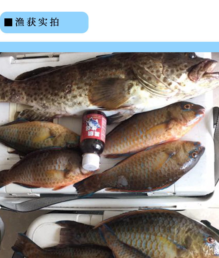 秋冬季低温开口夏血腥素海钓小药海鲈鱼诱鱼剂鱼腥素黑鲷伴侣打窝小药