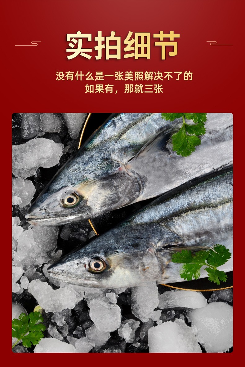 jd物流鲅鱼蓝点马鲛鱼鲜活海捕冷冻海鲜水产马鲛鱼新鲜青岛大鲅鱼团建