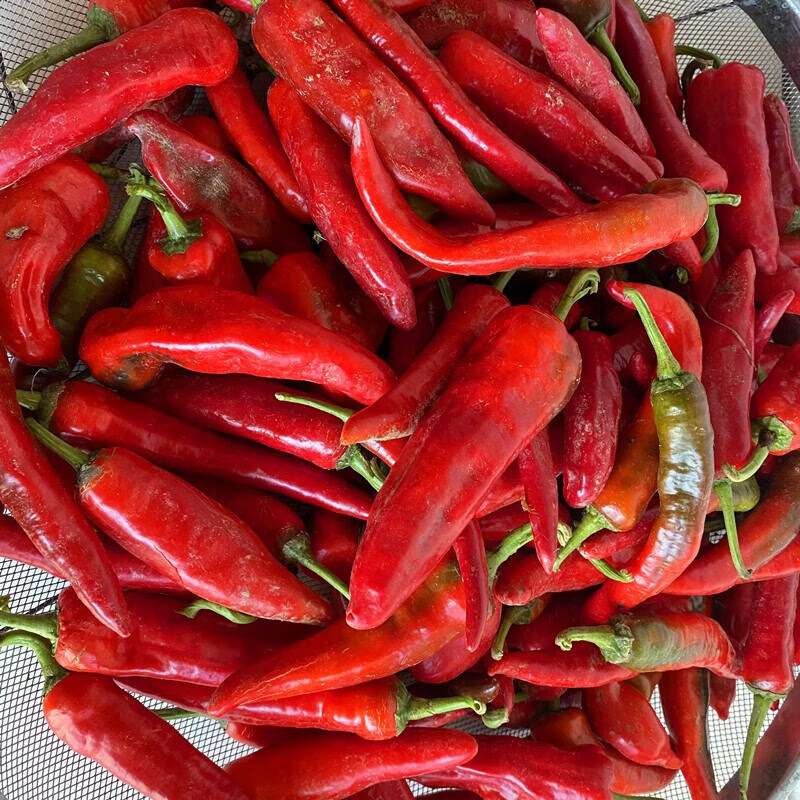 新鲜土红辣椒安徽霍山农露天笨椒泡椒土椒尖椒下单现采500g份 2500g