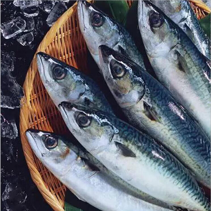 野生青条鱼鲜活青花鱼新鲜青占鱼青钻鲐鱼1条约1斤