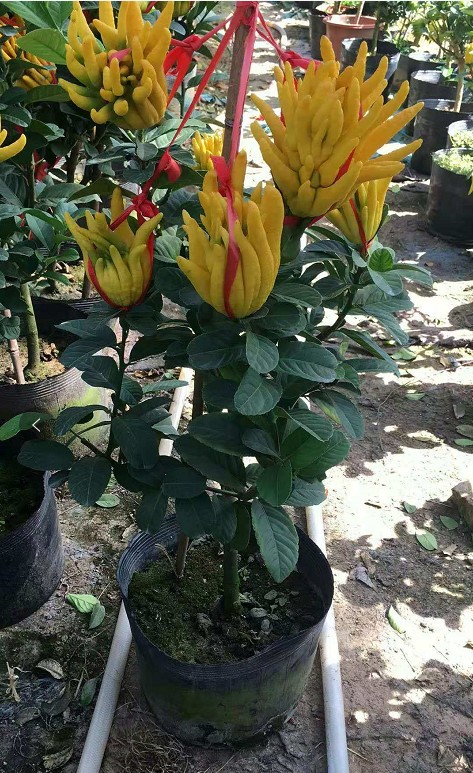 佛手盆景 金华佛手盆栽带果千指佛手树苗带果佛手钳花苗盆景金佛手