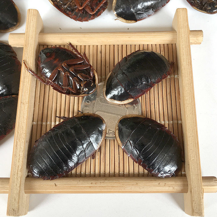 北京同仁堂原料金边土鳖虫 中药材 金边土元 金边地乌龟 金边地鳖 50