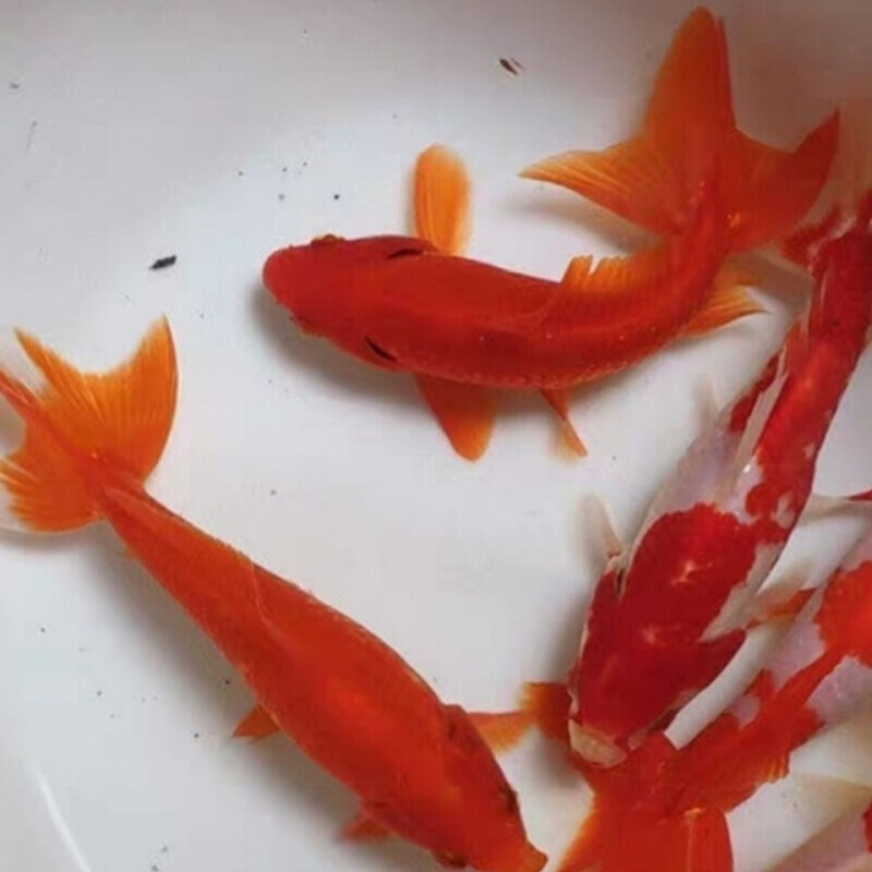 店铺推荐黄金松叶锦鲤鱼冷水鱼活体常温观赏鱼长短尾随机发货1315cm