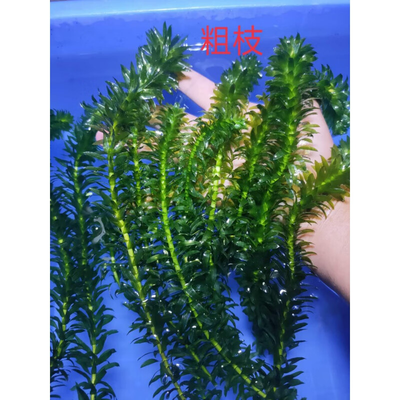 【京東推薦】蜈蚣草耐低溫懶人真水草魚缸造景裝飾淨水植物綠菊金魚藻