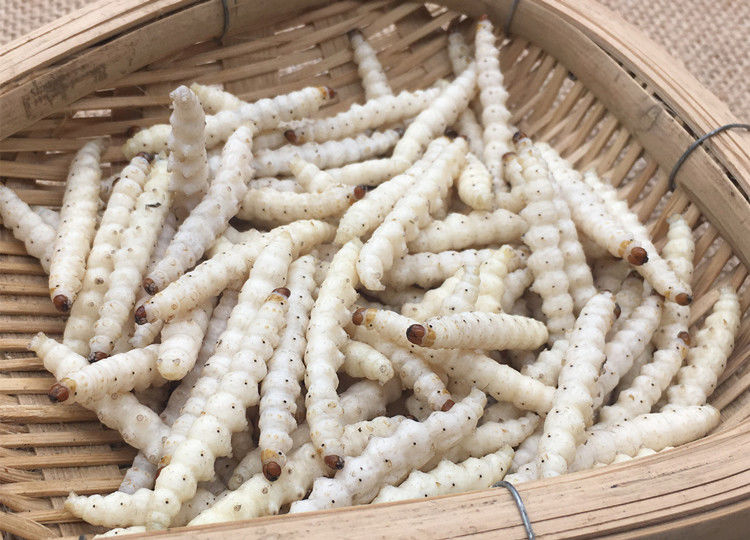 云南竹虫竹蜂虫笋虫新鲜竹虫蚂蚱蚕蛹竹虫100克泡沫箱冰袋保温袋