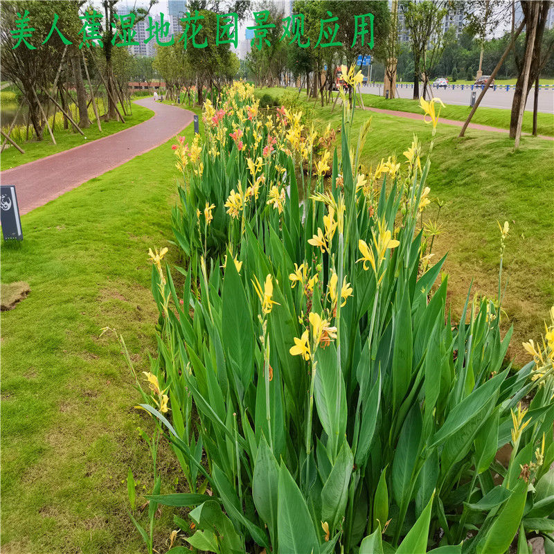 盆栽綠植庭院植物陽臺花園庭院水景觀溼地四季開花綠植金葉美人蕉10株