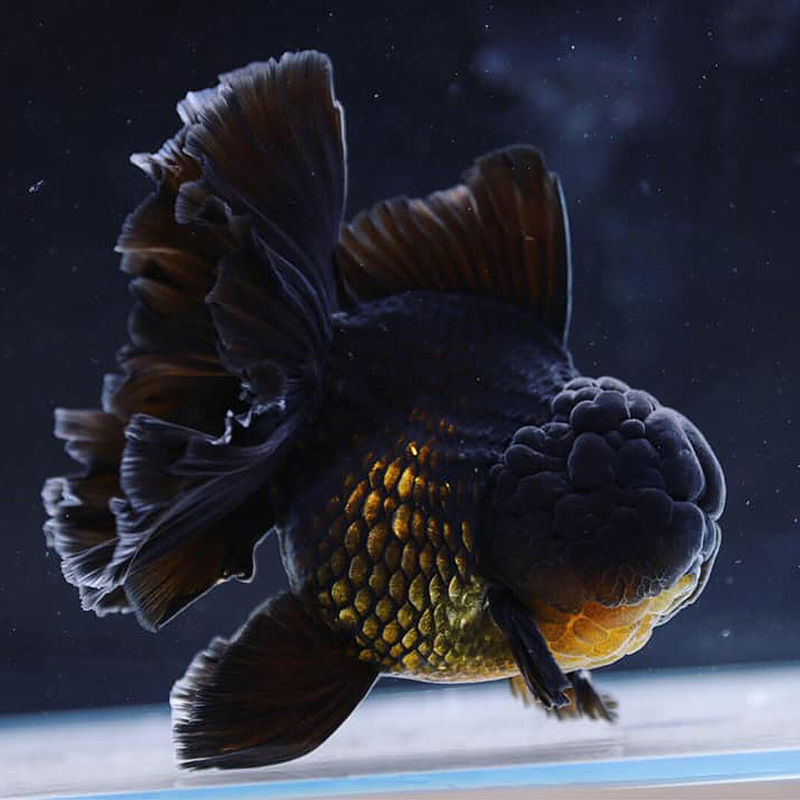 精品百褶黑泰狮金鱼活体好养活鱼鱼苗冷水观赏鱼百褶巨人狮 精品黑泰