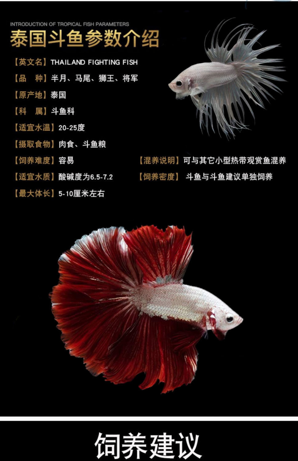 泰国斗鱼懒人鱼半月狮王将军公母繁殖小型宠物观赏鱼淡水鱼热带鱼