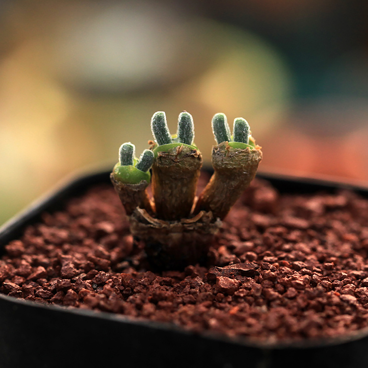 多肉植物碧光环小兔子康兔子火星兔肉肉植物迷你趣味枝干番杏 火星兔