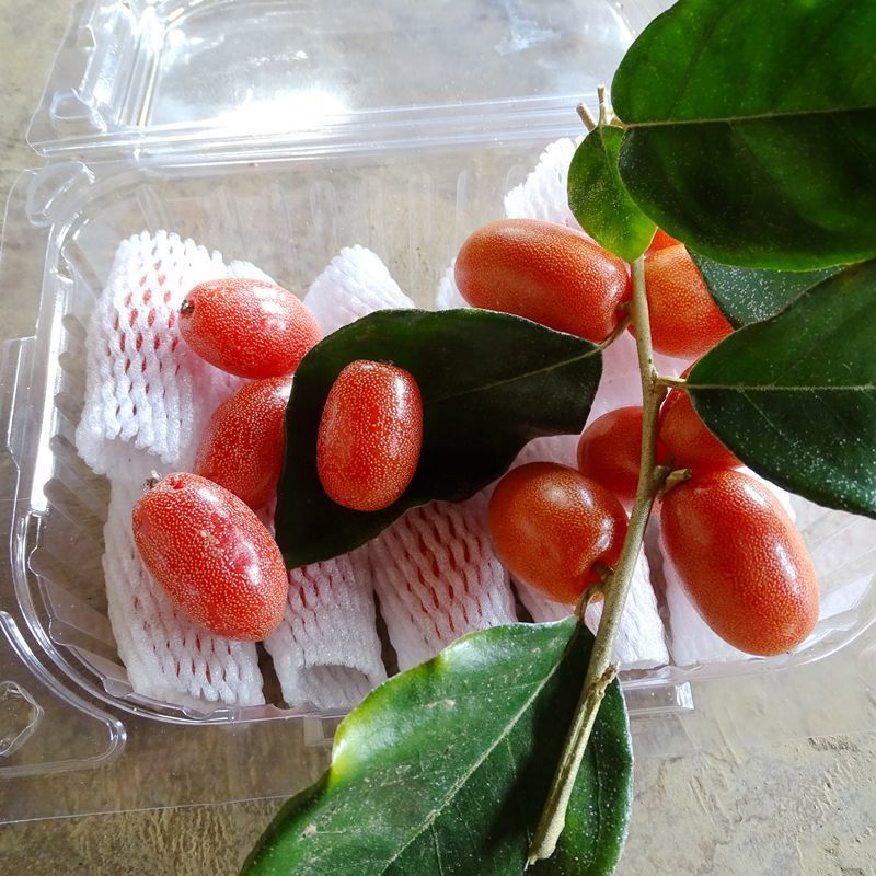 云南水果临沧羊奶果牛奶果牛虱子新鲜水果孕妇水果现摘现发羊奶果500g