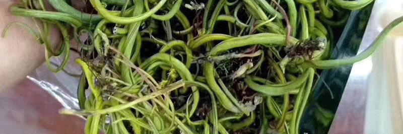 野生化石草肾精草云南缅甸老挝猫须草金钱草精选深山化石草250克