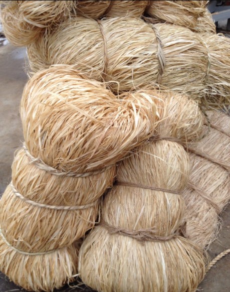 新采农村 制作麻绳作物麻绳种子青麻茼麻 红麻黄麻火麻仁经济作物德资