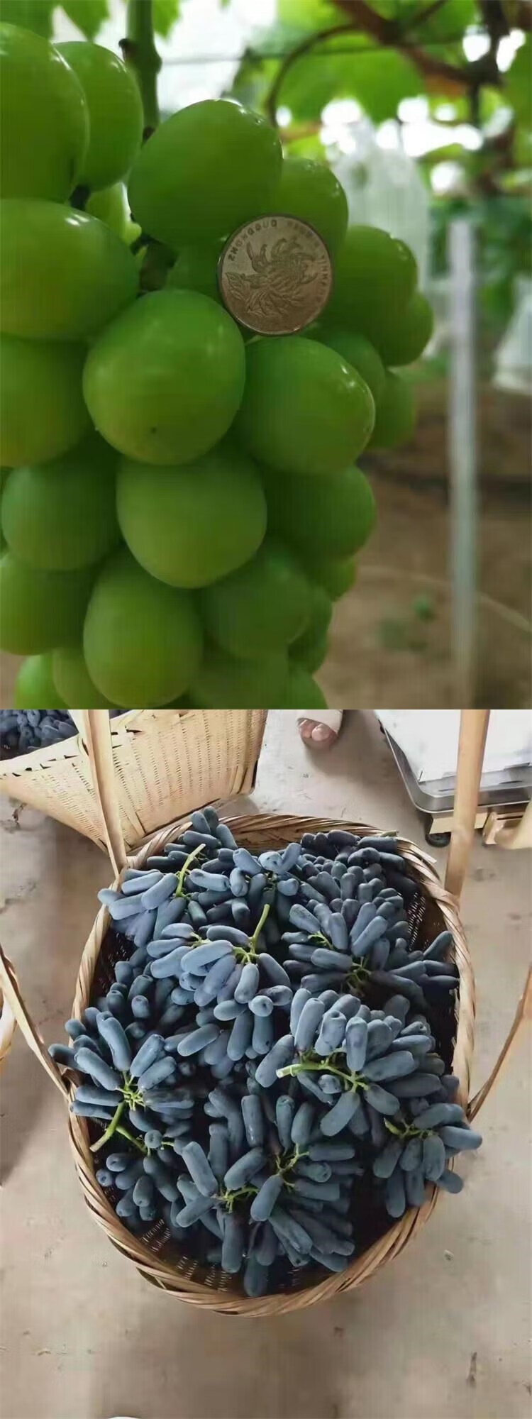 葡萄树苖阳光玫瑰巨峰金手指蓝宝石爬藤南方北方种植耐寒大葡萄苗 沪