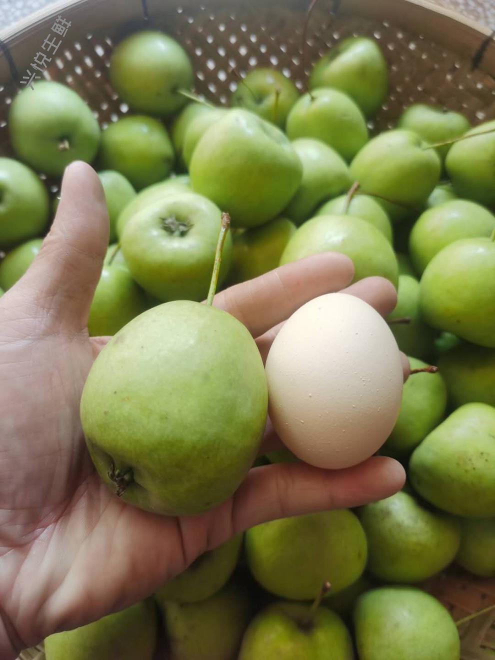 【现货速发】广西青皮山楂大肉山楂 农家当季水果5斤 酸山楂孕妇新鲜