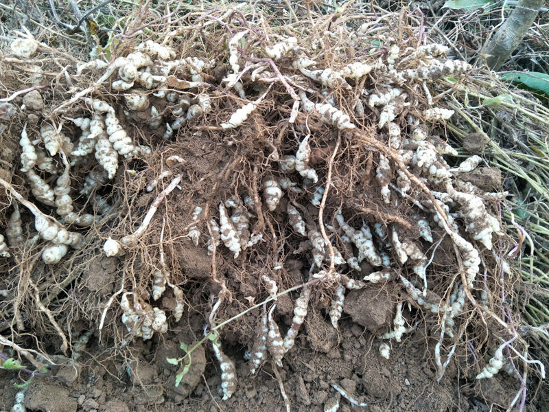 晨臻 地环宝塔菜小个螺丝菜甘露种子草石蚕地牯牛玉葫芦农家蔬现挖 1