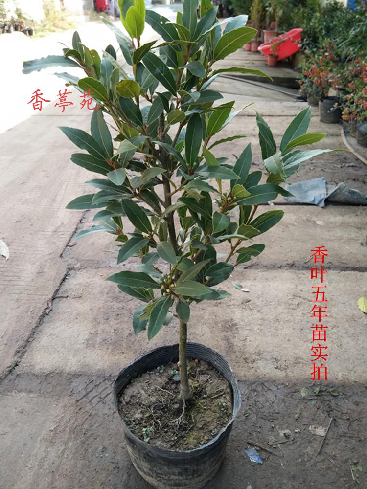 香葶苑 香叶树苗月桂树香叶苗庭院公园绿化植物可驱蚊四季常绿耐寒