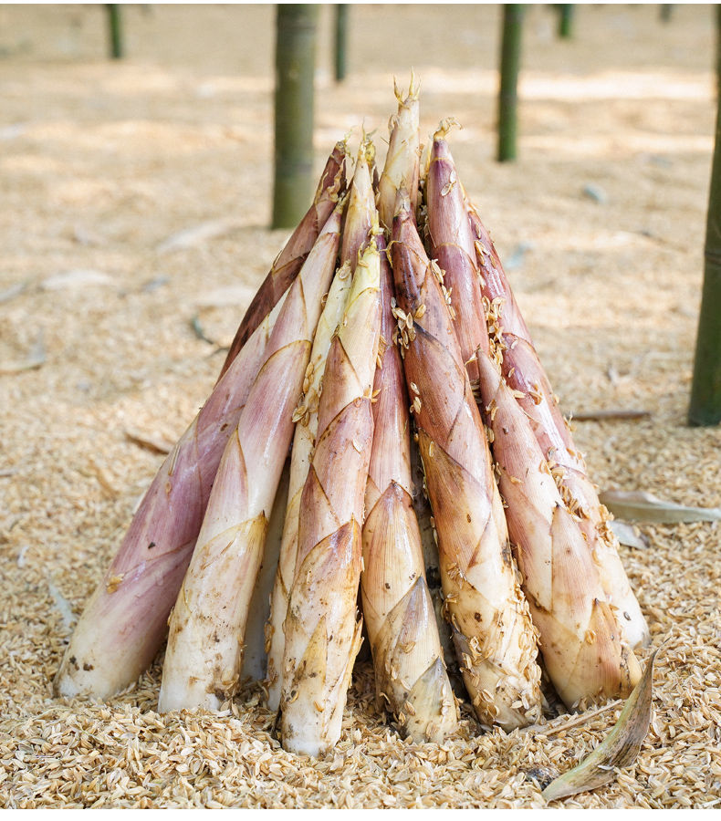 临安天目山现挖新鲜春笋雷笋冬笋油焖腌笃笋农家野生蔬菜鲜嫩竹笋精选