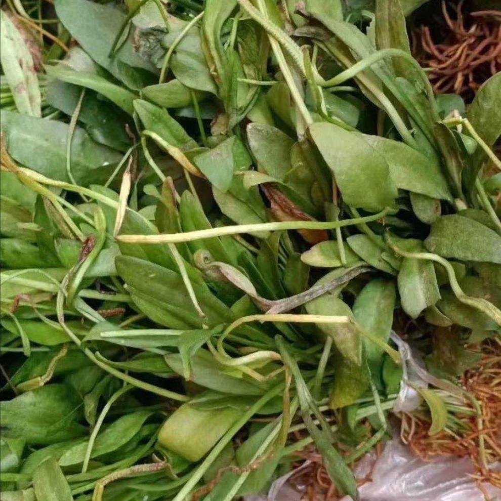 野生中药材带根一支箭500克 蛇须草 蛇咬子 一枝箭 新鲜干货【图片