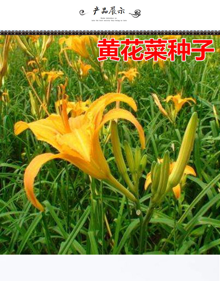 黄花菜种子 特色野菜种籽养生蔬菜金针菜 忘忧草四季庭院 育苗专用