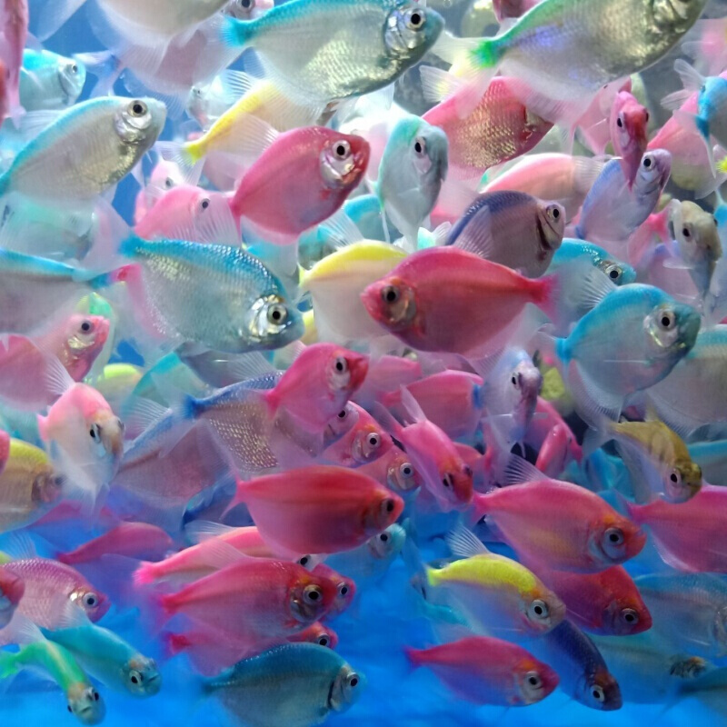 彩裙鱼草缸鱼活体群游鱼观赏鱼淡水鱼小型鱼练手五彩热带鱼苗好养