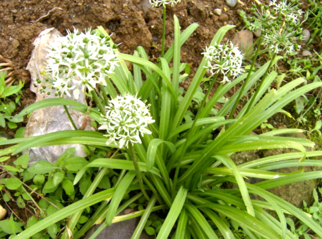 撇菜根 新鲜皮菜苤菜根 云南特产大叶韭菜 须子根 可种植腌制炖汤 2